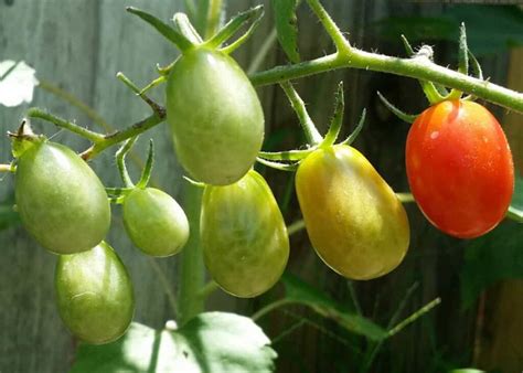 mature roma|How to Grow Roma Tomatoes: The Complete Plant Guide